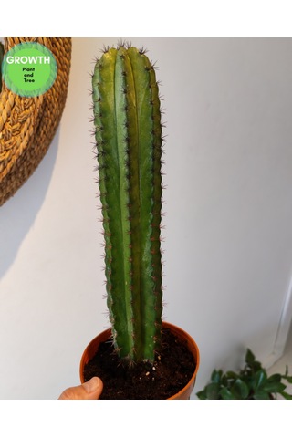 Polaskia Chiphice Columnar Kaktüs 1 Adet