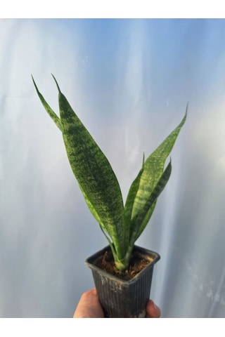 Videolu Kılıç Çiçeği 20 30 Cm 1 Adet Saksılı İç Mekan Bitkisi Gladiolus