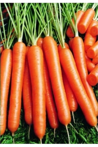 Havuç Tohumu 10 Gr Yüksek Verimli Etli Erkenci Havuç Tohumu