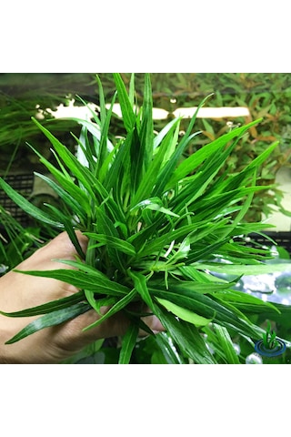 Hyrophila Paravitota Akvaryum Bitkisi Canlı Bitki 5 Dal