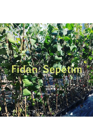3 Yaş Ihlamur Fidanı