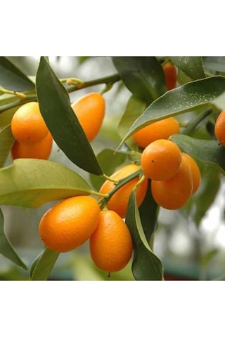 Kamkat Bonsai Kumquat Ağacı 3 Adet Tohum Al Saksı+torf Hediye Ev Ve Bahçe Için Ideal