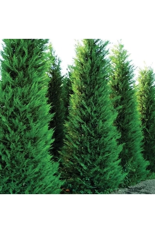 Leylandi Melez Servi Cupressus Leylandii 100-150 Cm Boyunda