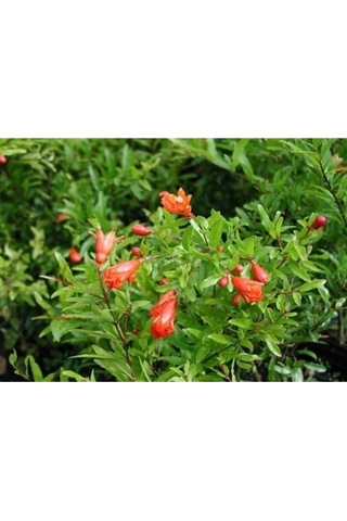 Serada Decor Plant Bodur Süs Narı Çiçeği Fidanı 40 Cm Saksılı