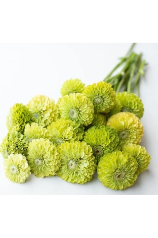 Megcito Zinnia - Kirli Hanım Tohumu Dev Çiçekli, Uzun Boylu - Lime Renkli - 5 Tohum