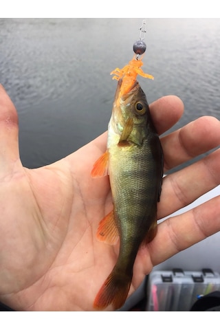 Lucky John Nayada 2'' 5cm 9P Yusufçuk Böceği Lrf Silikon Yem