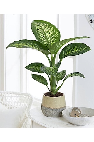 Thebestonline Dieffenbachia - Difenbahya Tropic Snow 40-50 Cm Boy