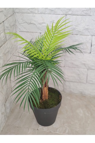 Tek Gövde Lüks Palmiye Sıkas Ağacı Kabuklu 80 Cm