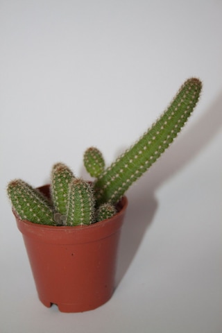 Yılan Kaktüs - Chamaecereus Silvestrii Tekli 5.5 Cm Saksıda