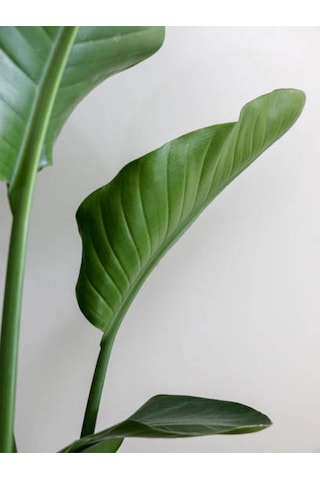 Tek Köklü Starliçe Strelitzia Zarif Salon Bitkisi