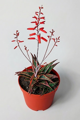 Aloe Christmas Carol Sukulent Renkli Yapraklı Koleksiyon Aloe