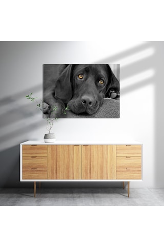 Cakasepetim Kara Labrador, Üzgün Köpek Ahşap Mdf Tablo