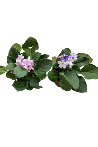 2 Adet Katmerli Afrika Menekşesi Yerli Üretim Alaca Çift Renkli