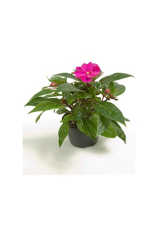 Serada Decor Plant - Kırmızı + Pembe Yeni Gine Cam Güzeli Çiçeği 2 Adet Balkon Bitkisi 10 - 15 CM