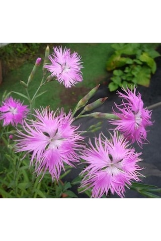 250+ Adet Kokulu Pembe Çiçekli Karanfil Tohumu