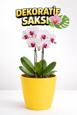Orkide Saksısı Sarı Dekoratif Dış Saksı 1 Adet- 12 Pot Şeffaf Orkide Üretim Saksısı Hediyeli