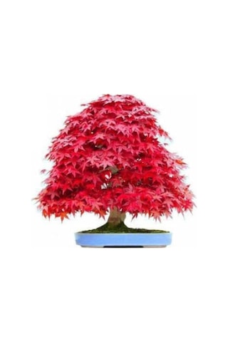 Bodur Bonsai Acer Rubrum Ağacı Tohumu Ekim Seti + Saksı + Toprak