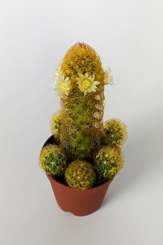 Mammillaria Elongata. Lady Finger. Sarı Dikenli Kaktüs. Bol Yavru