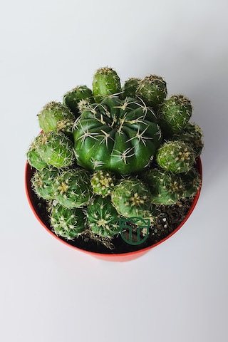 Bol Yavrulu Kaktüs Matucana Polzii Kırmızı Açan Kaktüs 8.5 Cm