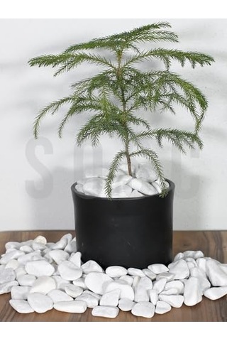 Sosc Natural Beyaz Dolomit Dekoratif Çakıl Taşı, 2-4 Cm, 3 Kg, İç Ve Dış Mekan Peyzaj İçin