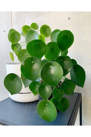 Pilea Peperomioides - Para Bitkisi 20-40 cm