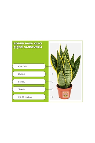 Bodur Paşa Kılıcı Çiçeği Sanseveria 25-30cm