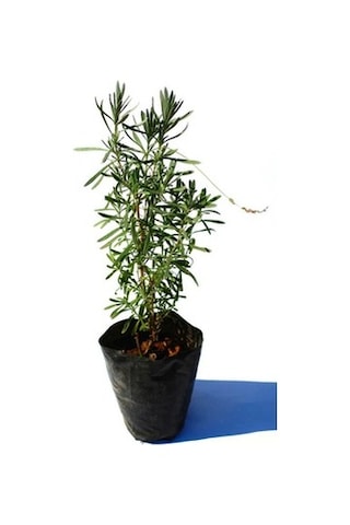 Lavanta Çiçeği Fidanı 5 Adet Saksıda 10-20 Cm