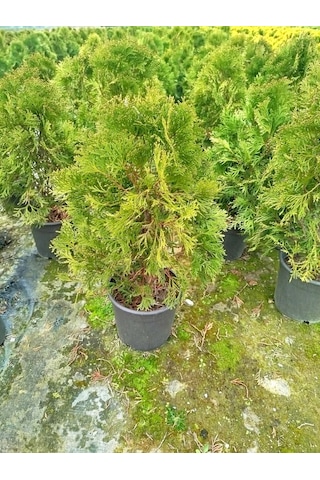 Batı Mazısı Fidanı 5 Adet Thuja Occidentalis Smaragd - Çit Bitkisi