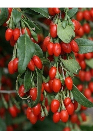 Bitkifidan 2 Yaş Goji Berry Kurt Üzümü