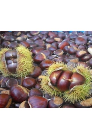 İri Kestane Zonguldak Yöresinden 1 Kg