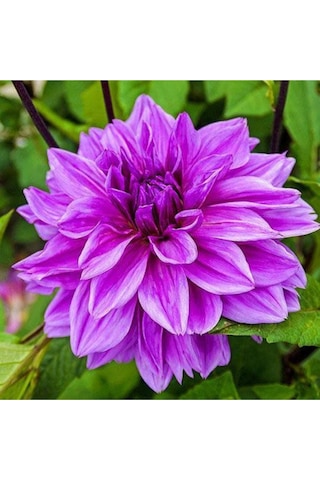 Dev Yıldız Çiçeği Yıldız Soğanı Dahlia Lilac Time Soğanı 1 Adet  Boy 120 cm-844451101