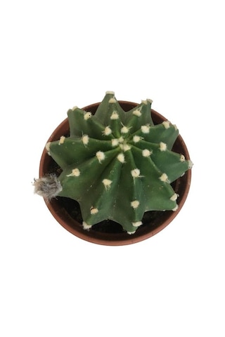 İthal Büyük Boy Kaktüs - Echinopsis Subdenudata 17 Cm Lik Saksıda