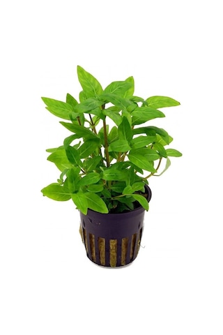 Staurogyne Repens 1 Saksı-zemin Bitkisi Kolay