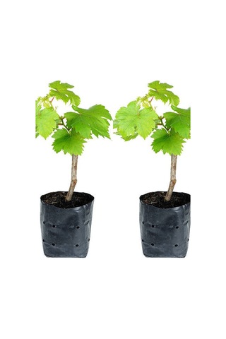 Videolu Tatlı Pembe Üzüm 2 Adet Saksılı/ Tüplü 30-50cm Dış Mekan Bitkisi Red Grapes