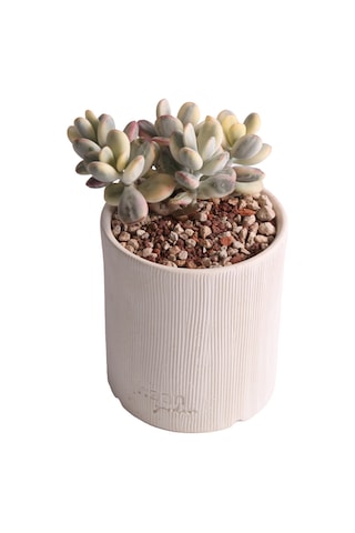 Echeveria Orbiculata Vary - Sukulent Haangarden