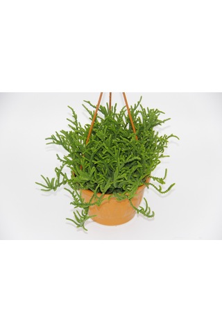 Crassula Muscosa Sukulent - Askılı Saksıda