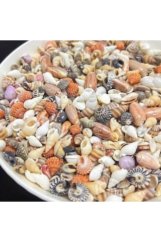 Willowhaven 50/100g Renkli Mini Kabuk Kum Karışımı - 12 Çeşit Dıy Hobi Akvaryum Dekoru