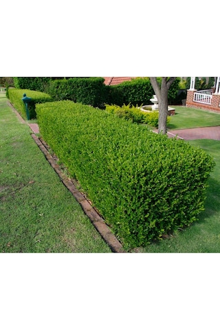 Fidan & Peyzaj - Şimşir (2 Yaş / Buxus sempervirens)