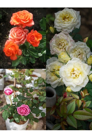 Avantajlı Yediveren Gül Seti 50 60cm 3 Adet Saksılı Beyaz Pembe Turuncu Aşılı Gül Roses
