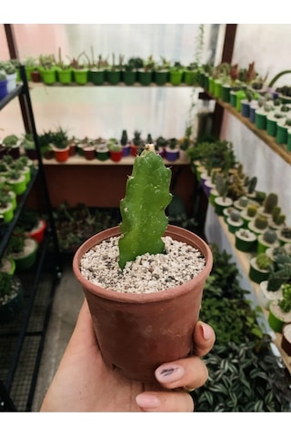 Pitaya Ejder Meyvesi Fidanı