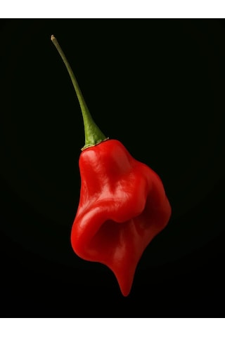 Rocotillo Pepper / 2500 Scoville - Gerçek Taze Acı Biber