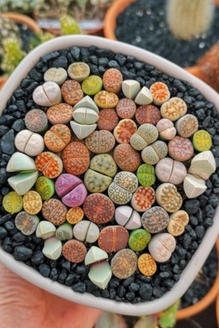 Dashing Look Karışık Lithops Taş Çiçek Tohumu / 10 Adet Tohum Th-thmcmthm387 Sku: Smgstk82094b2996 Açık Gri