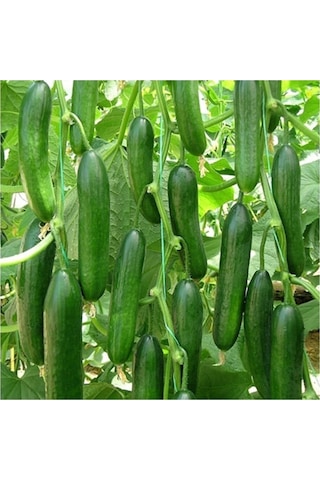 Tohumculuk Hıyar Beith Alpha Salatalık Tohumu 5 Gr Ata Tohum