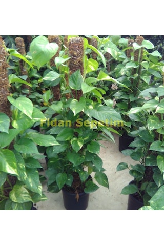 Scindapsus Aureum Bitkisi Sarmaşık 100 Cm