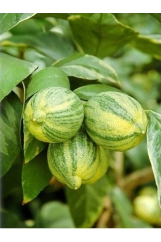 3 Yaş Alaca Limon Fidanı