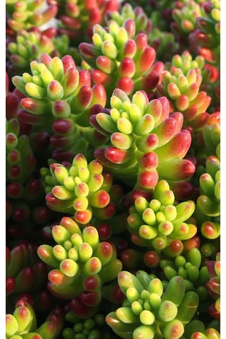 Sedum Rubrotınctum 20 Adet - Jelly Bean Sukulent