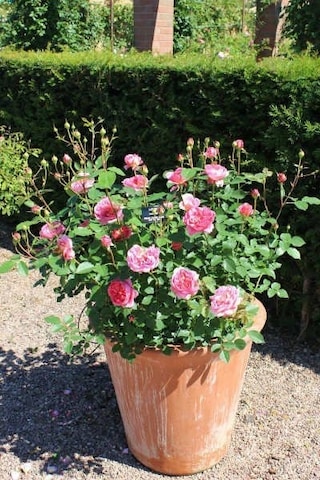 Pembe Gül Fidanı 10 Adet - Yediveren Saksılı Gül