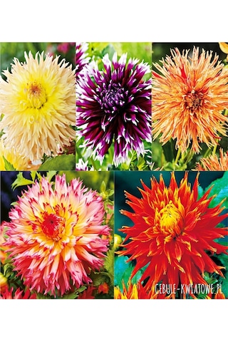 53 Adet Bodur Yıldız Dahlia Çiçeği Yumrusu Karışık12 Renk .yumru Boyu 9 Cm . Yeni Mahsul.çiçekli Boyu 45 Cm.