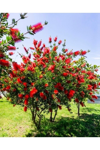 Fırça Çalısı Callistemon 10 Adet 80-100 Cm Çiçekli Peyzaj/çit B