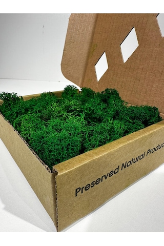 Reindermoss Şoklanmış Norveç Yosunu Terarium Yosunu Grass Green 100 Gr.